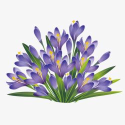 紫色花朵紫草茂盛素材