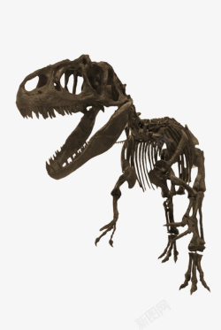 珍贵动物黑色异特龙骨架化石实物高清图片