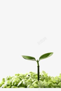 植物绿芽图片一株绿芽高清图片