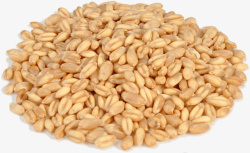 麦穗实物素材