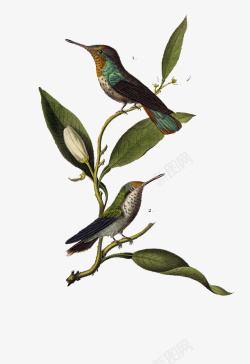 手绘装饰插图站在树枝上的鸟素材