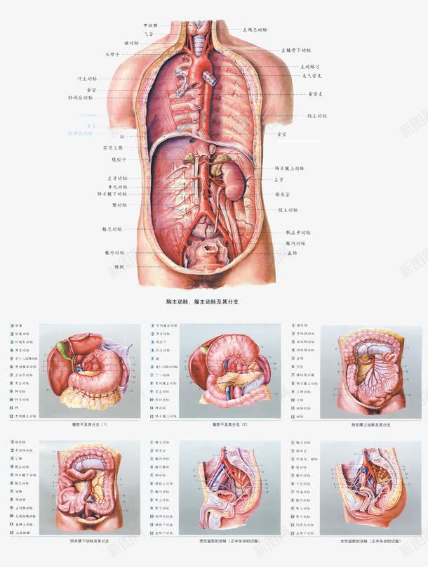 人体经络穴位挂图png免抠素材_88icon https://88icon.com 人体经络穴位挂图 免扣素材 内脏图 十二 穴位 经络图 背部