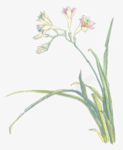 花卉插图写意兰草高清图片
