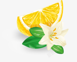 苦橙花手绘切开的柠檬高清图片