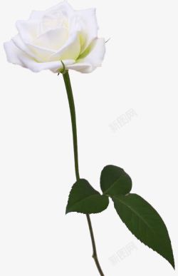 妖艳一枝白玫瑰高清图片