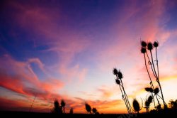 夕阳下的野草图片夕阳下的野草高清图片