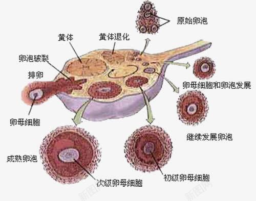 卵巢png免抠素材_88icon https://88icon.com 卡通 卵巢 器官 素材