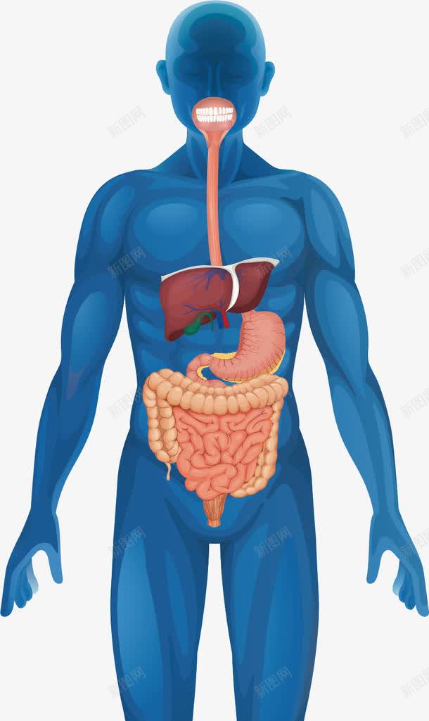 人体结构图png免抠素材_88icon https://88icon.com 人体 人体器官 医疗卫生 大肠 小肠 胃子 胃肠 解剖 身体构造