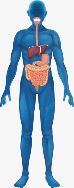 大肠和小肠人体结构图高清图片