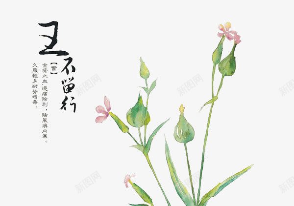 手绘中医中药png免抠素材_88icon https://88icon.com 中医 中国水墨画 中药 本草纲目 植物 王不留行 草本 药草