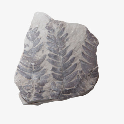 植物化石灰色石头上的植物化石实物高清图片