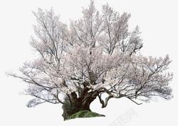 日本樱花树素材
