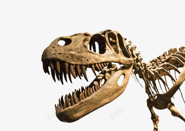棕色霸王龙骨骼化石实物png免抠素材_88icon https://88icon.com 价值 古生物 恐龙 珍贵 石头 研究 科学家 科研 考研 远古 遗体 食肉动物