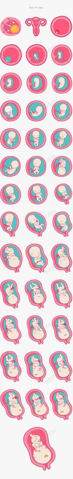 胚胎胚胎发育高清图片