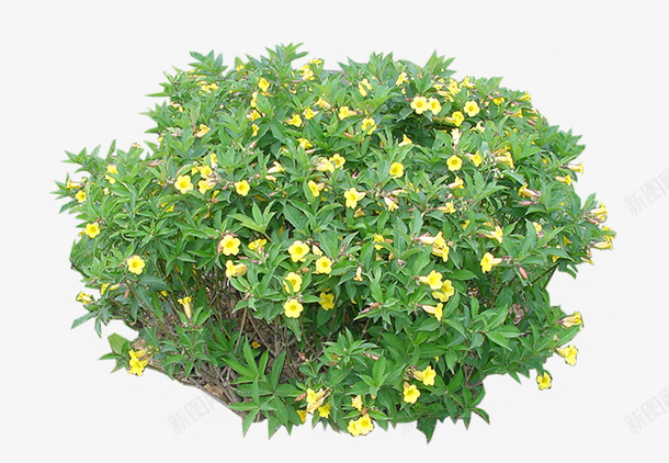 景观植物黄蝉灌木球png免抠素材_88icon https://88icon.com 景观苗木 植物 灌木地被 灌木球 绿篱球 花丛 花篱 造型绿篱 黄蝉