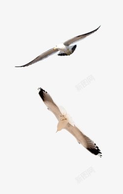 大雁飞鸽子和平飞翔的海鸥大雁高清图片