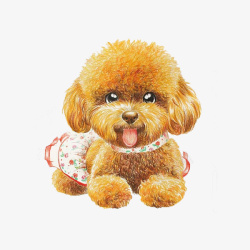 棕色小狗可爱的泰迪狗高清图片