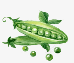 绿豆叶卡通手绘绿色的豆子高清图片