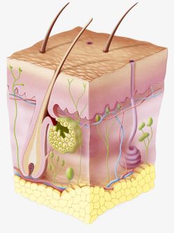 皮肤结构立体图皮肤表层细胞分析高清图片