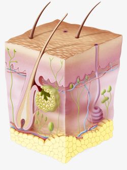 毛囊皮肤表层细胞分析高清图片
