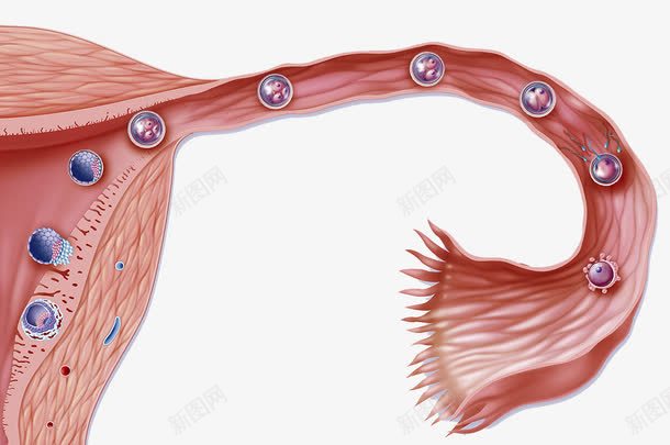 受精卵分裂png免抠素材_88icon https://88icon.com 卵巢 受精卵 子宫 细胞分裂