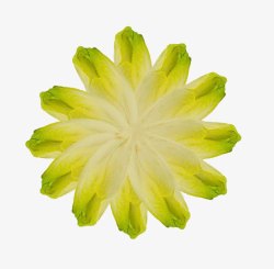 芽状菊苣素材