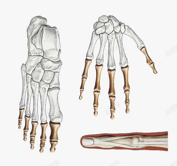 手绘骨骼结构图psd免抠素材_88icon https://88icon.com 手骨 结构图 脚骨 骨 骨头 骨质 骨骼 骨髓