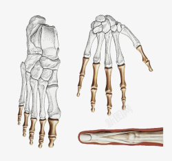 手绘骨骼结构图素材