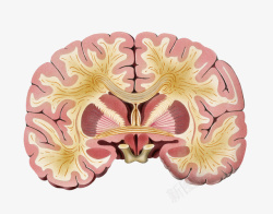 大脑神经分布剖面图素材