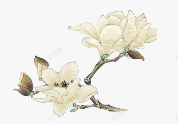 栀子花白色花朵png免抠素材_88icon https://88icon.com 栀子花 白色 花朵