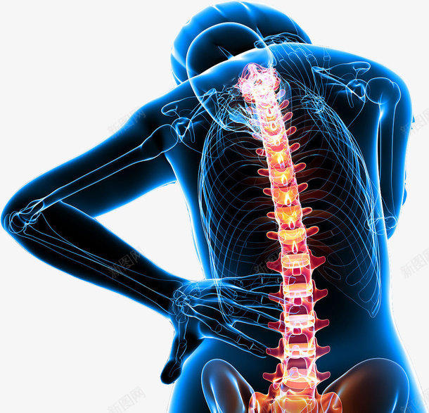 女性的背部脊椎图png免抠素材_88icon https://88icon.com 健康 准确图 医学研究 女性 对人的重要性 背部脊椎 防疾病