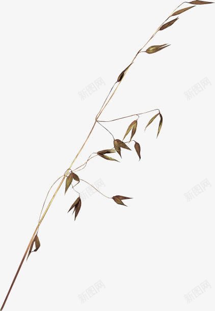细长干枯树叶中国画png免抠素材_88icon https://88icon.com 中国画 干枯 干枯的 树叶 细长