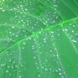 春意绿色叶片水滴露水素材