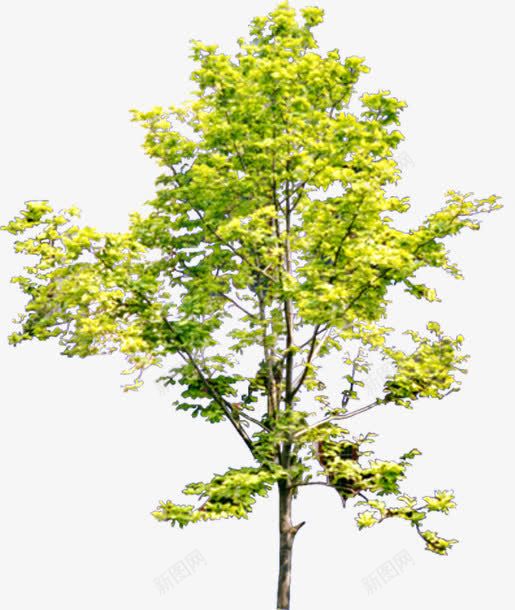 银杏树png免抠素材_88icon https://88icon.com 树木 植物 绿叶 高树