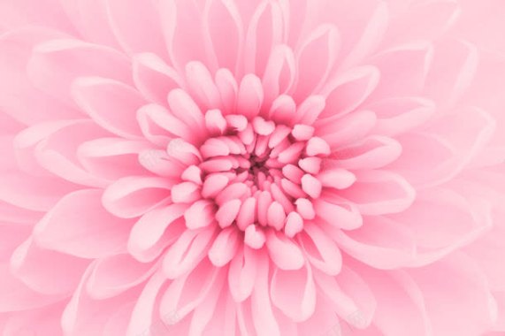 粉红色鲜花背景背景