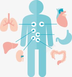 器官分布图人体内脏分布图扁平图图标高清图片