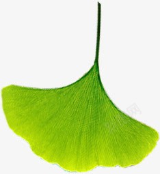 绿色向下银杏树叶png免抠素材_88icon https://88icon.com 绿色 银杏树