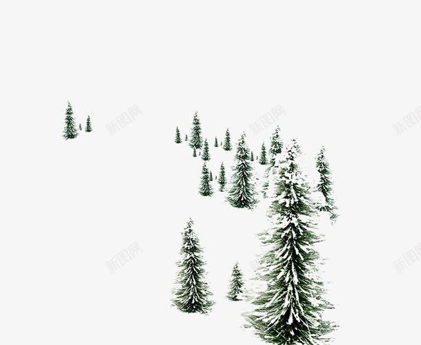 柏树上的积雪png免抠素材_88icon https://88icon.com 冬季 柏树 树木 植物 积雪 雪花