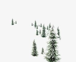 柏树上的积雪素材