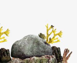 海底岩石珊瑚珊瑚虫素材