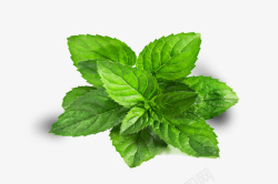 绿色薄荷叶1素材