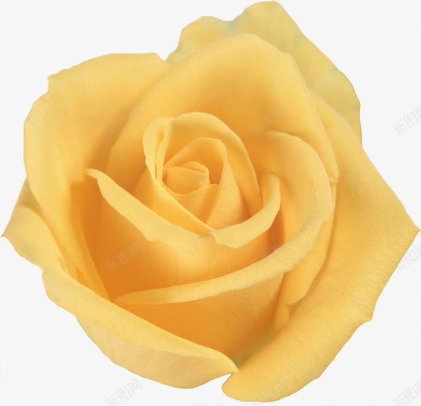 形状优美的黄玫瑰png免抠素材_88icon https://88icon.com 玫瑰 玫瑰花 花朵 花瓣 鲜花 黄玫瑰 黄色