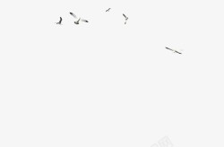黑色海鸟飞翔的海鸥高清图片