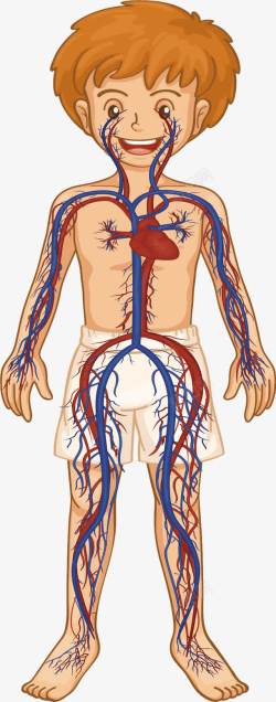 儿童血管构造人体血液循环系统高清图片