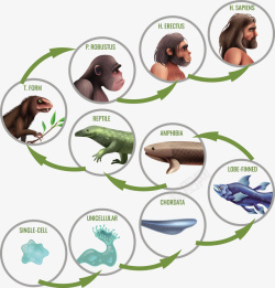 人类进化人鱼进化插画矢量图高清图片