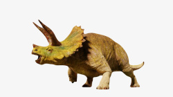 远古食肉动物棕色的三角恐龙实物高清图片