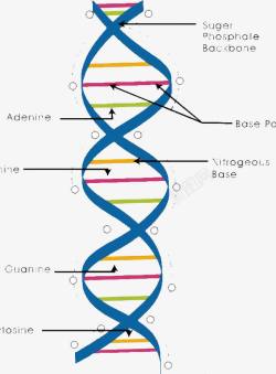 简约基因链图形素材