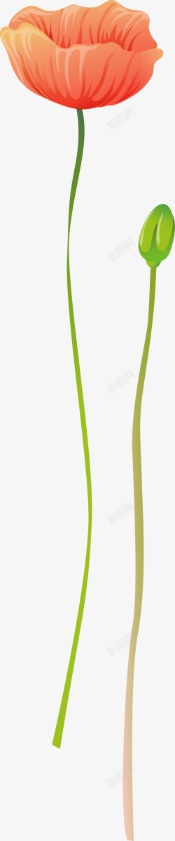 一支罂粟花素材