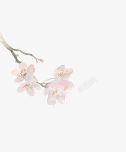 淡粉色树梢樱花素材