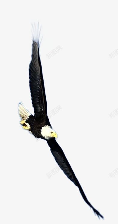 雄鹰png免抠素材_88icon https://88icon.com 翅膀 雄鹰 飞翔 飞鹰